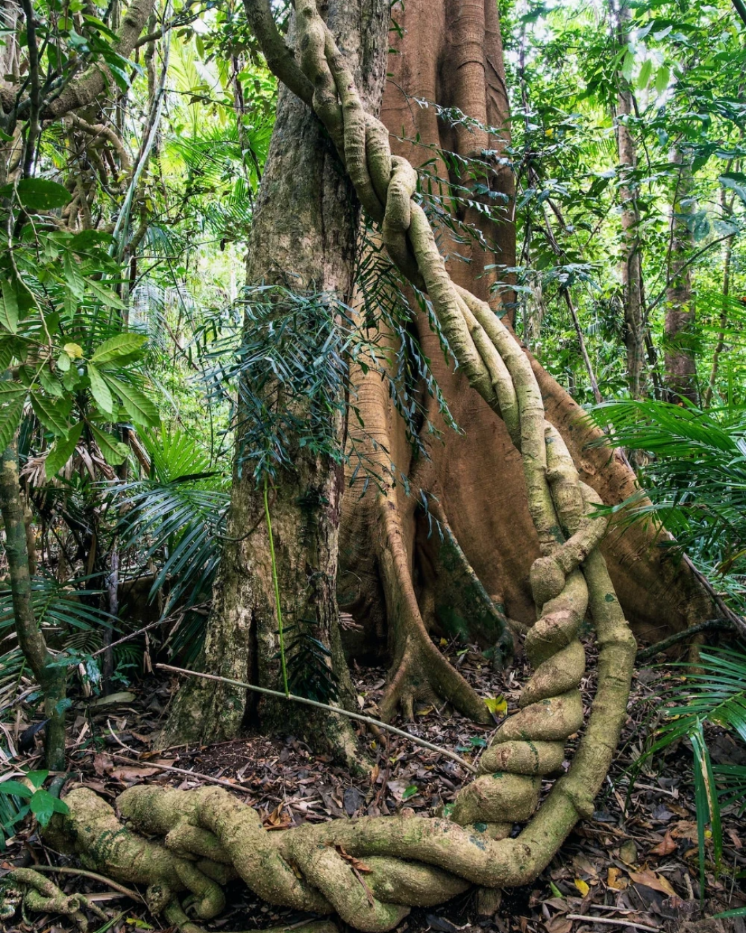 Árbol ancestral con bejucos en la selva amazónica