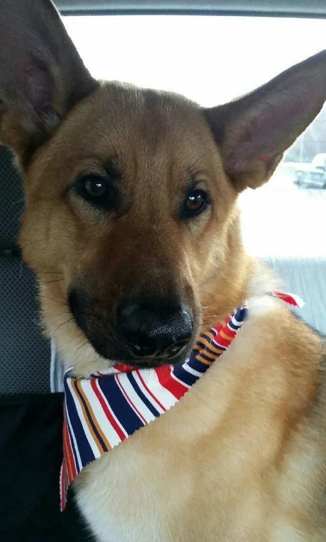 Shepherd puppy, a client dog trained by Gus Marnell in Milford, CT