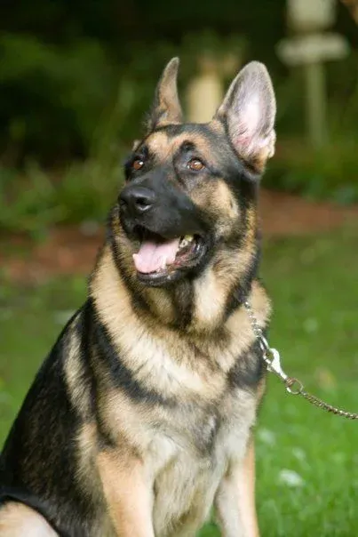 German Shepherd on the lawn, a client dog trained by Gus Marnell in Milford, CT