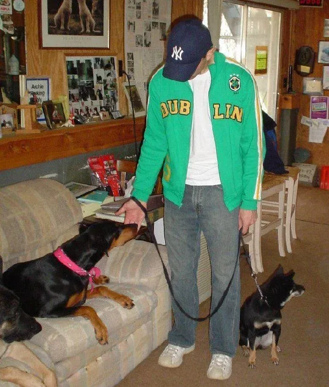 Dog obedience training in action with Gus in Milford, CT, photo 6