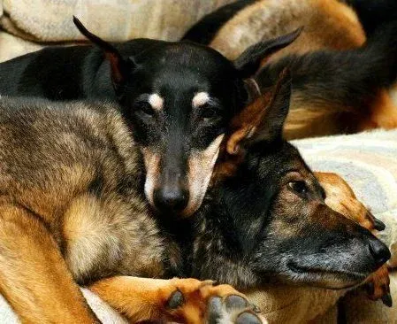 Two Shepherds resting, a client dog trained by Gus Marnell in Milford, CT