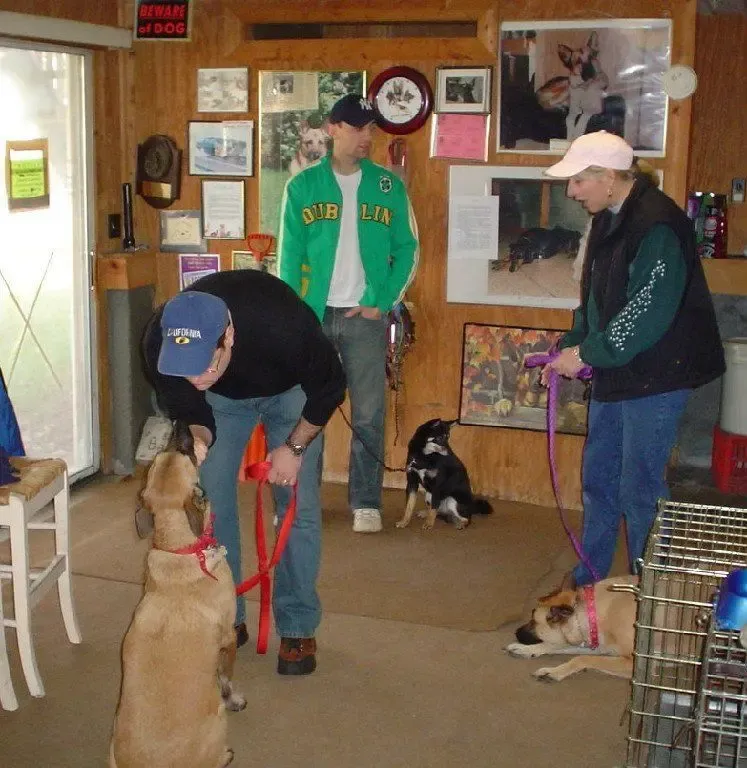 Dog obedience training in action with Gus in Milford, CT, photo 4