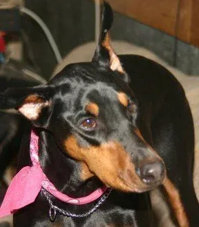 Doberman, a client dog trained by Gus Marnell in Milford, CT