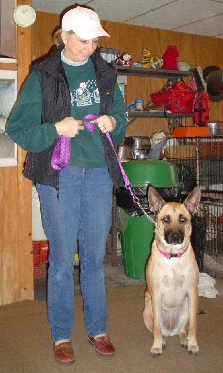 Dog obedience training in action with Gus in Milford, CT, photo 7