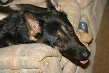 German Shepherd relaxing at home, a client dog trained by Gus Marnell in Milford, CT