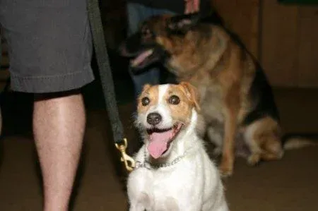 Dog obedience training in action with Gus in Milford, CT, photo 2
