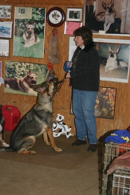 Dog obedience training in action with Gus in Milford, CT, photo 8