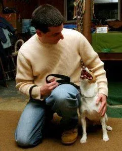 Dog obedience training in action with Gus in Milford, CT, photo 1