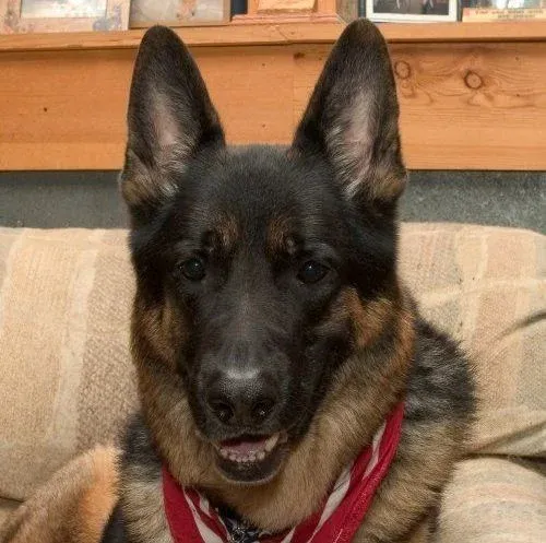 German Shepherd close up, a client dog trained by Gus Marnell in Milford, CT
