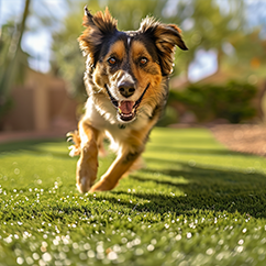 Energetic brown and white dog running happily on green grass in a backyard.