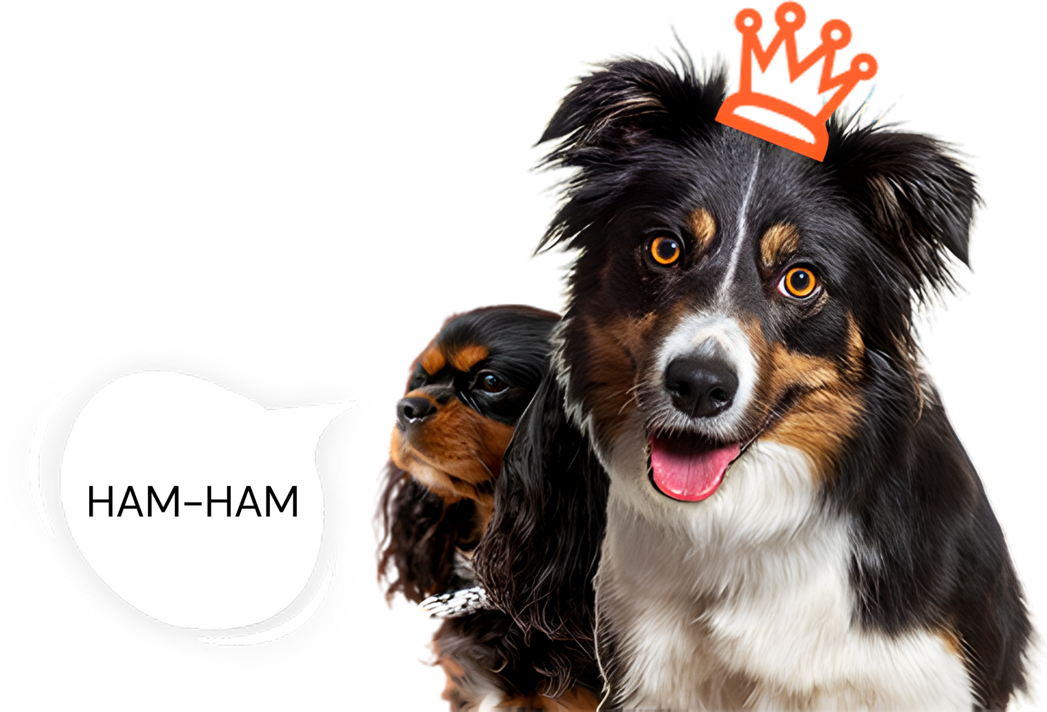Is image ke liye yaha kuch alt text options hain:  Option 1 (Descriptive): "A studio-style photo against a black background featuring two dogs. A large, fluffy tricolor dog with an orange crown graphic on its head is in the foreground, while a smaller Cavalier King Charles Spaniel sits behind it. A speech bubble next to them contains the text 'HAM-HAM'.