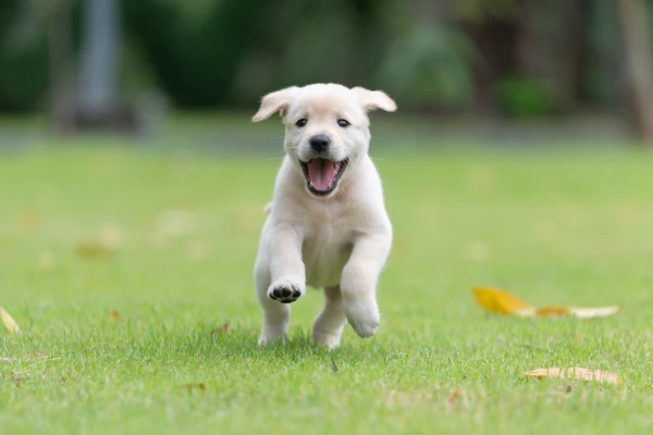 A happy, light-colored puppy running excitedly across a green lawn with its mouth open.