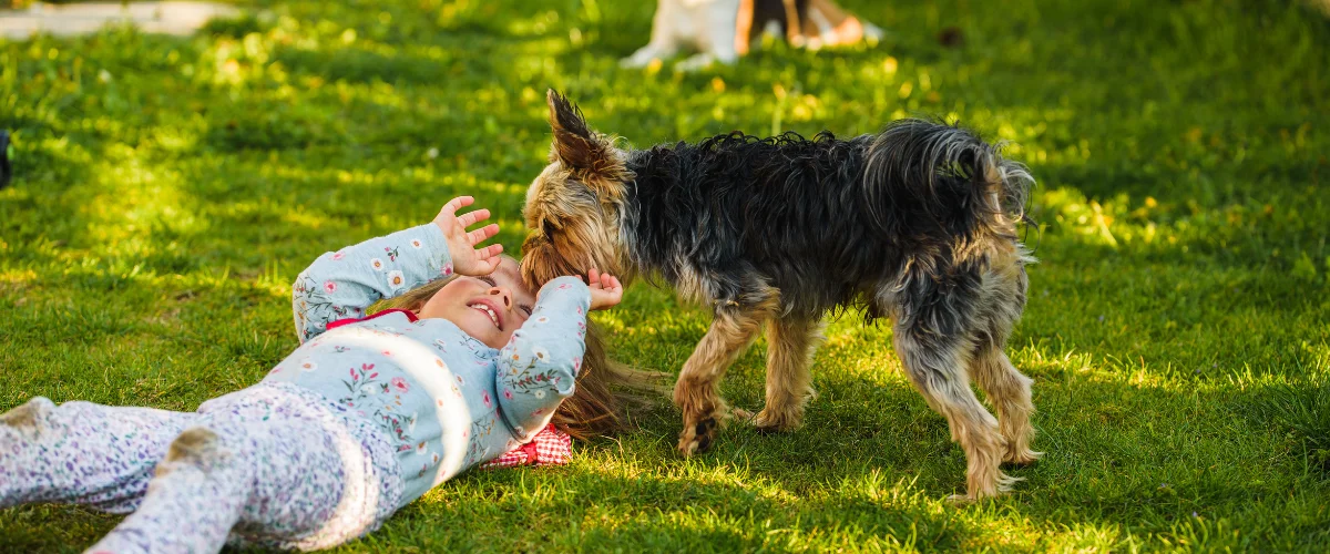 A young girl lying on the grass in a sunny park, laughing as a small, scruffy terrier-mix dog leans down to sniff her face.