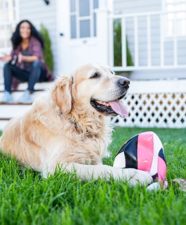 A happy golden retriever lying on the grass with a pink, black, and white ball between its paws, while a woman sits on the porch in the blurred background.