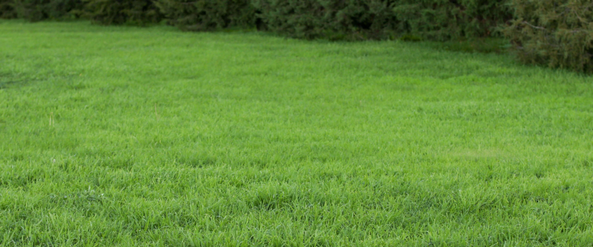 Wide view of lush green grass lawn with natural texture.