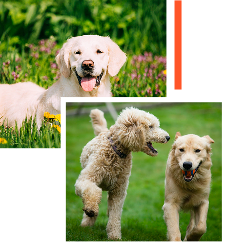 A composite image featuring golden-colored dogs in outdoor settings. The top section shows a happy golden retriever in a field of green grass and flowers. The bottom section shows a curly-haired poodle-mix running alongside a golden retriever that is holding a ball in its mouth.