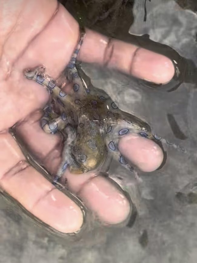 image of hand holding a DANGEROUS venomous blue ringed octopus