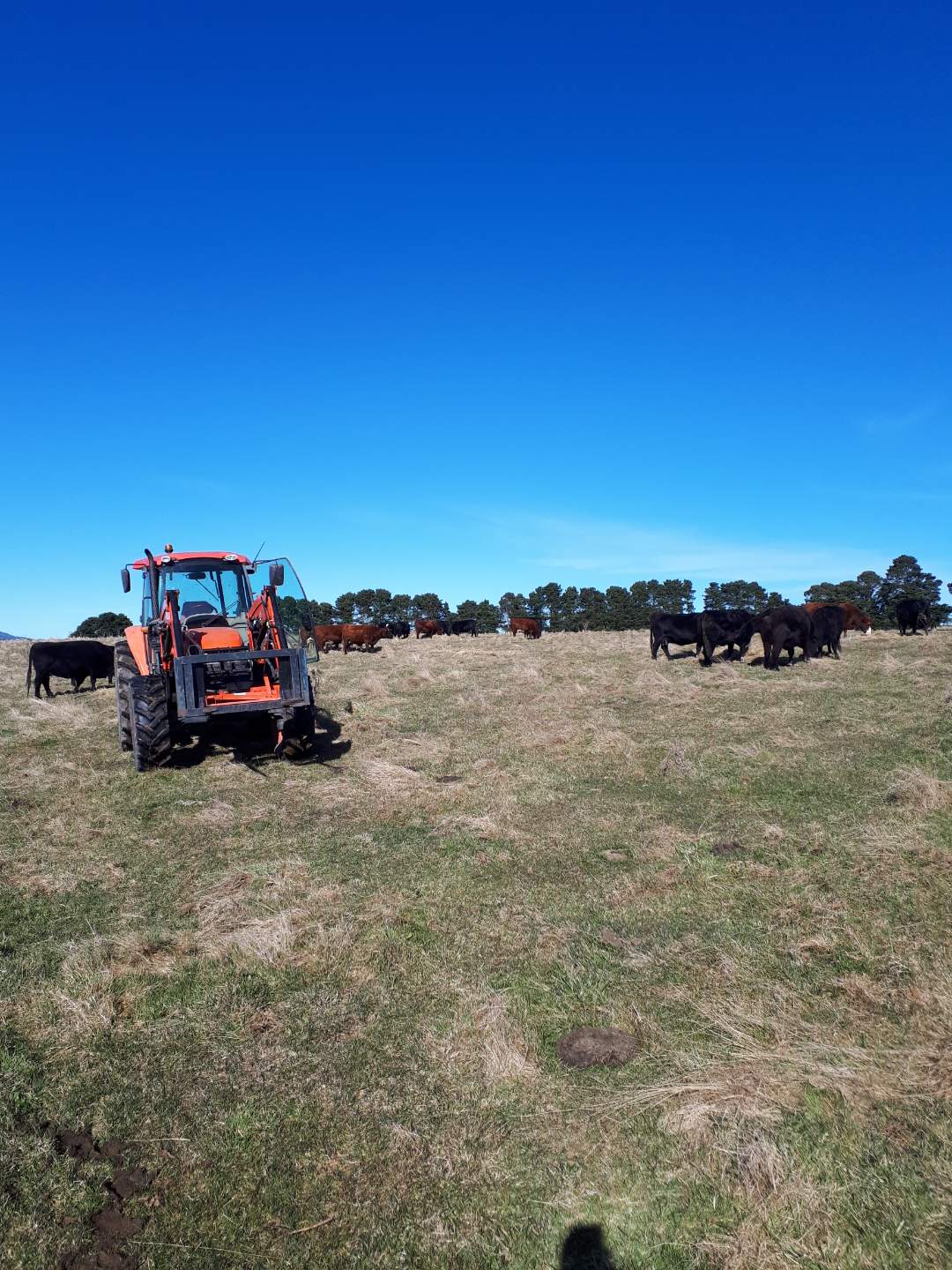 WA Wheatbelt wheat crop