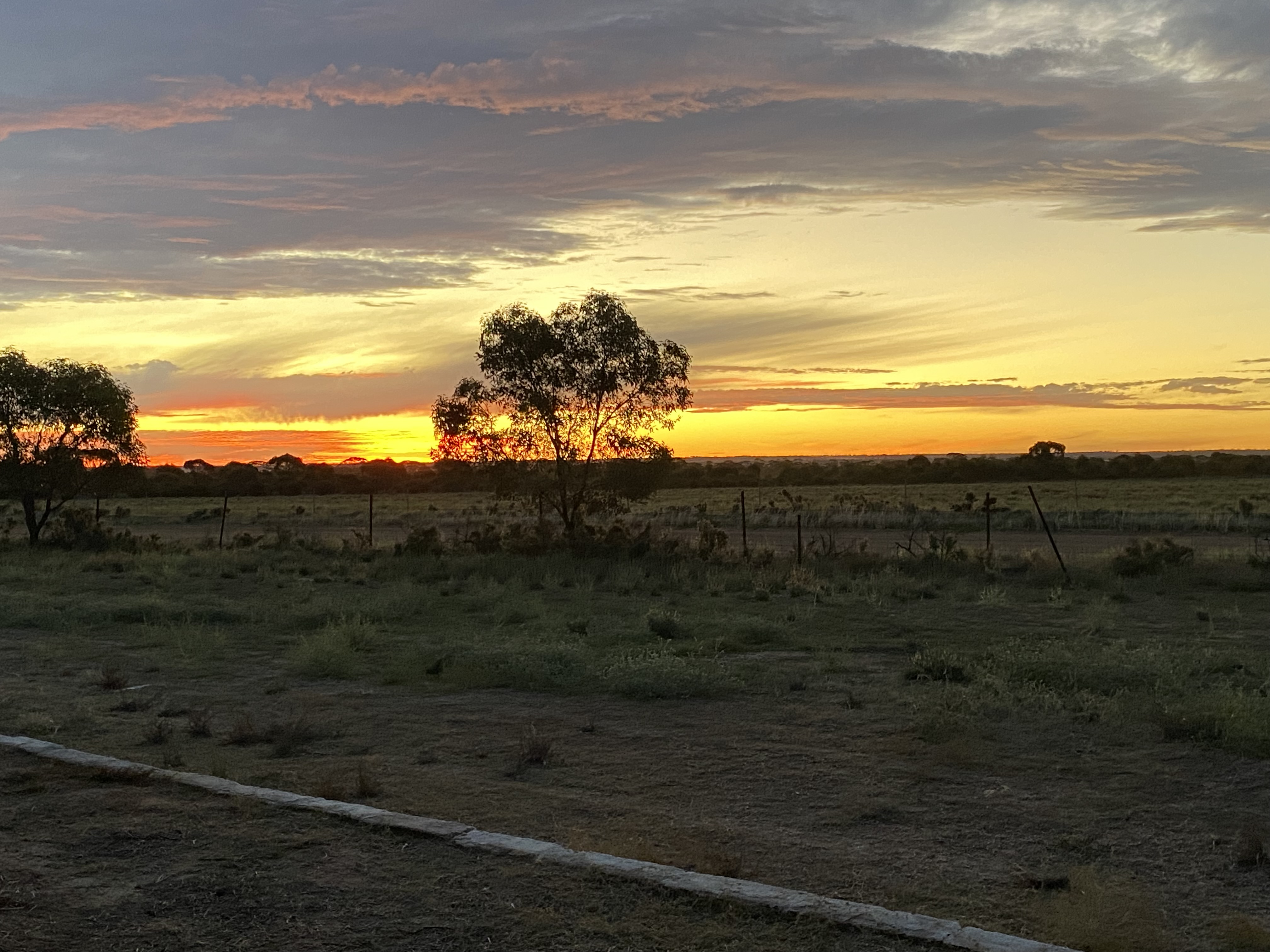 Wheat fields WA