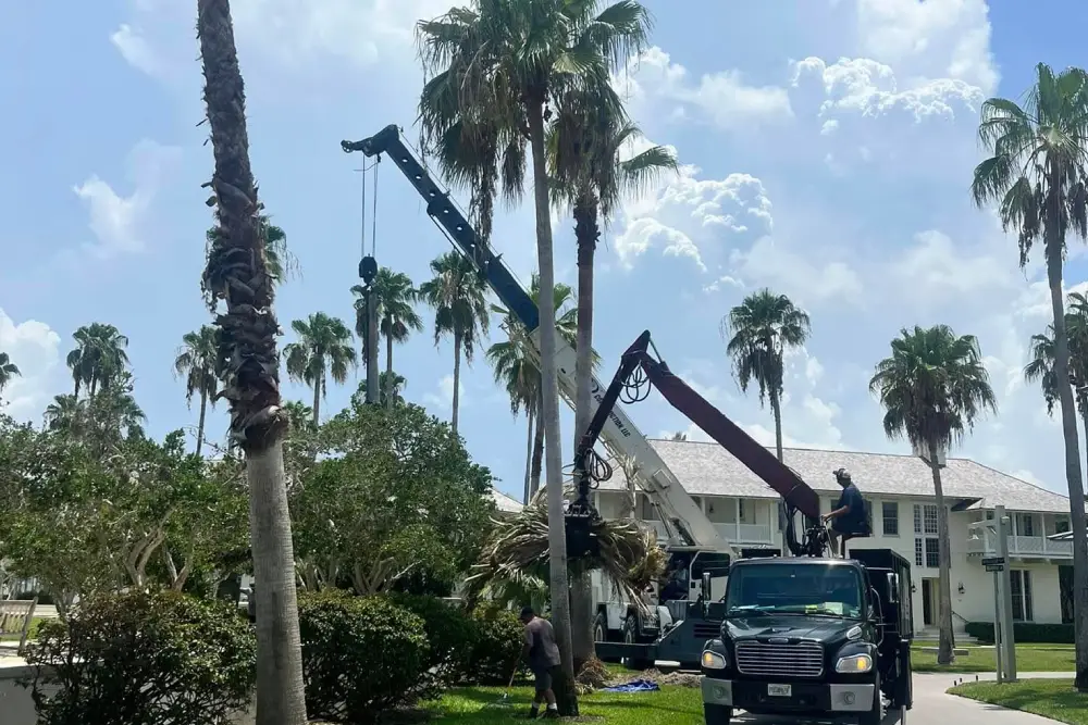  Tree Removal Services