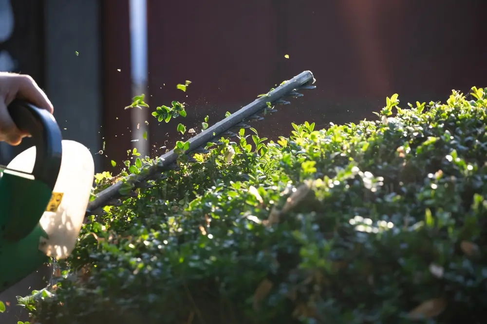  Tree Removal Services