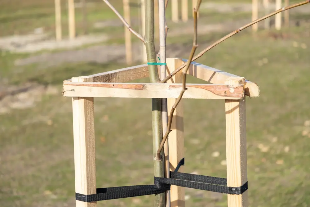  Tree Removal Services