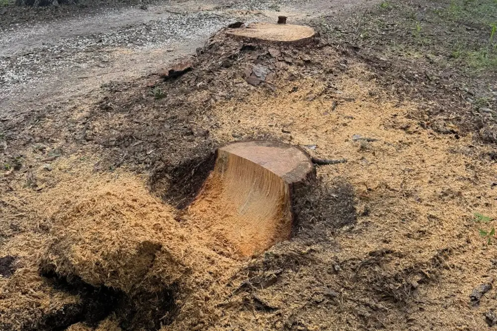 Tree Removal Services