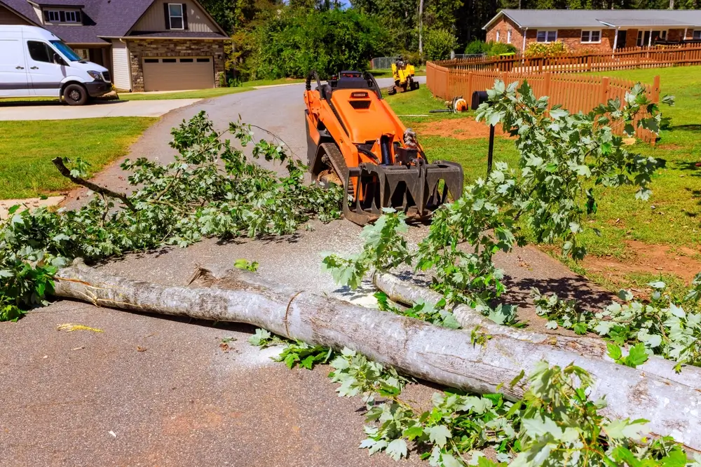Tree Removal Services