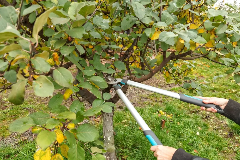  Tree Trimming & Pruning