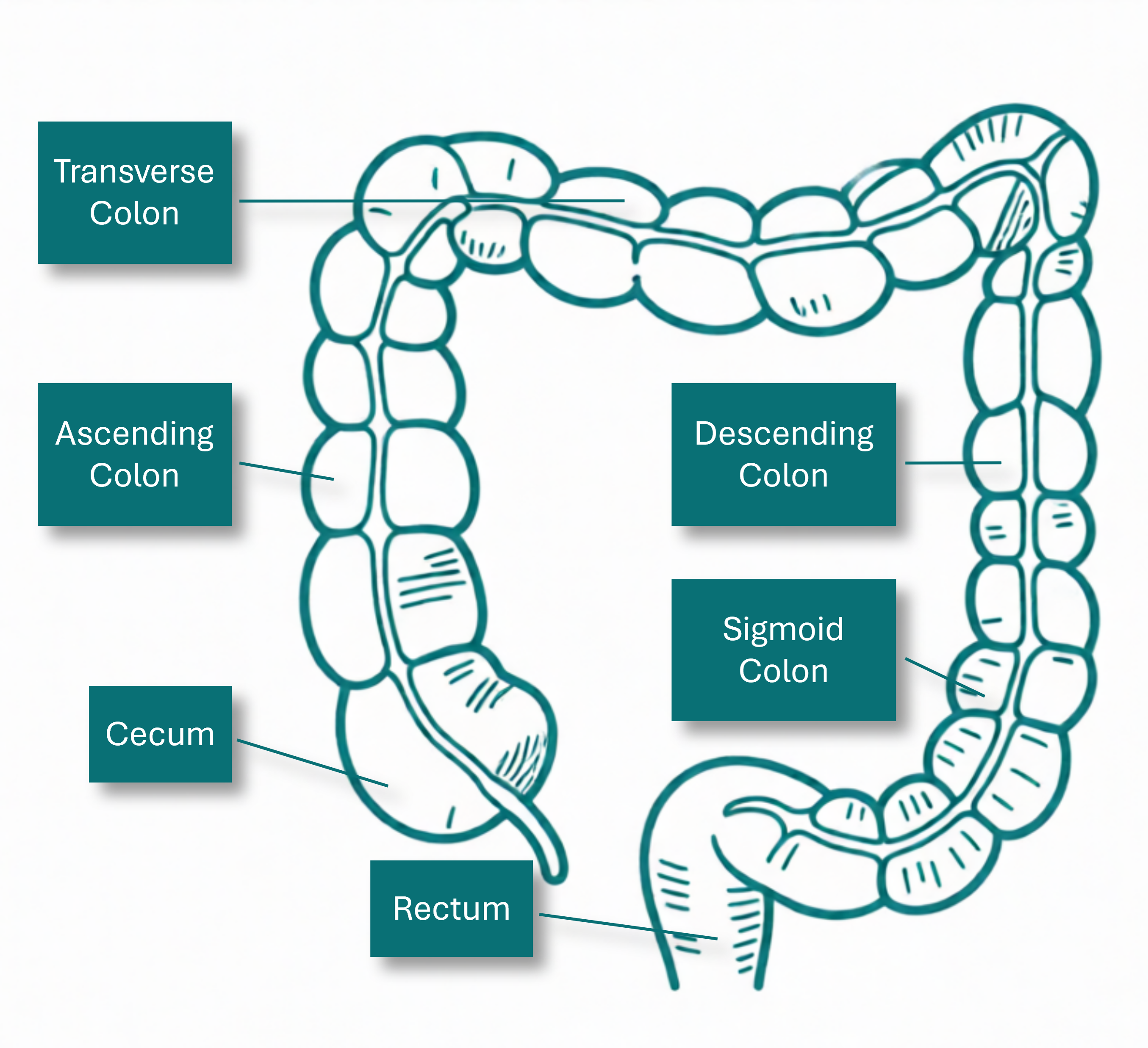 Therapeutic Digestive Wellness Visual