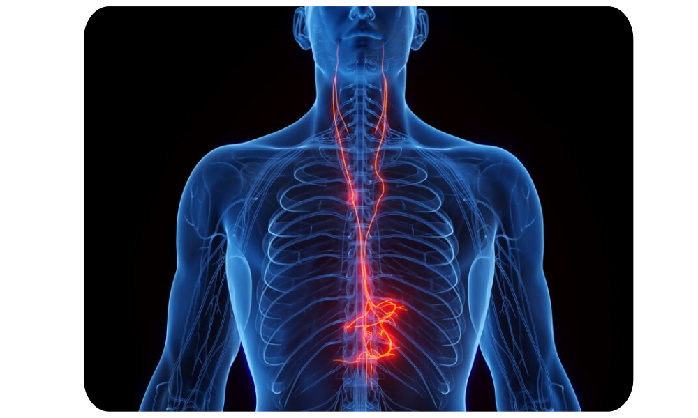 Anatomical diagram of the Vagus Nerve illustrating the gut-brain connection, showing how the nerve pathways link the brainstem to the heart, lungs, and digestive system to regulate mood and clarity at ColonCARE Mauritius. Anatomical diagram of the Vagus Nerve illustrating the gut-brain connection, showing how the nerve pathways link the brainstem to the heart, lungs, and digestive system to regulate mood and clarity at ColonCARE Mauritius.