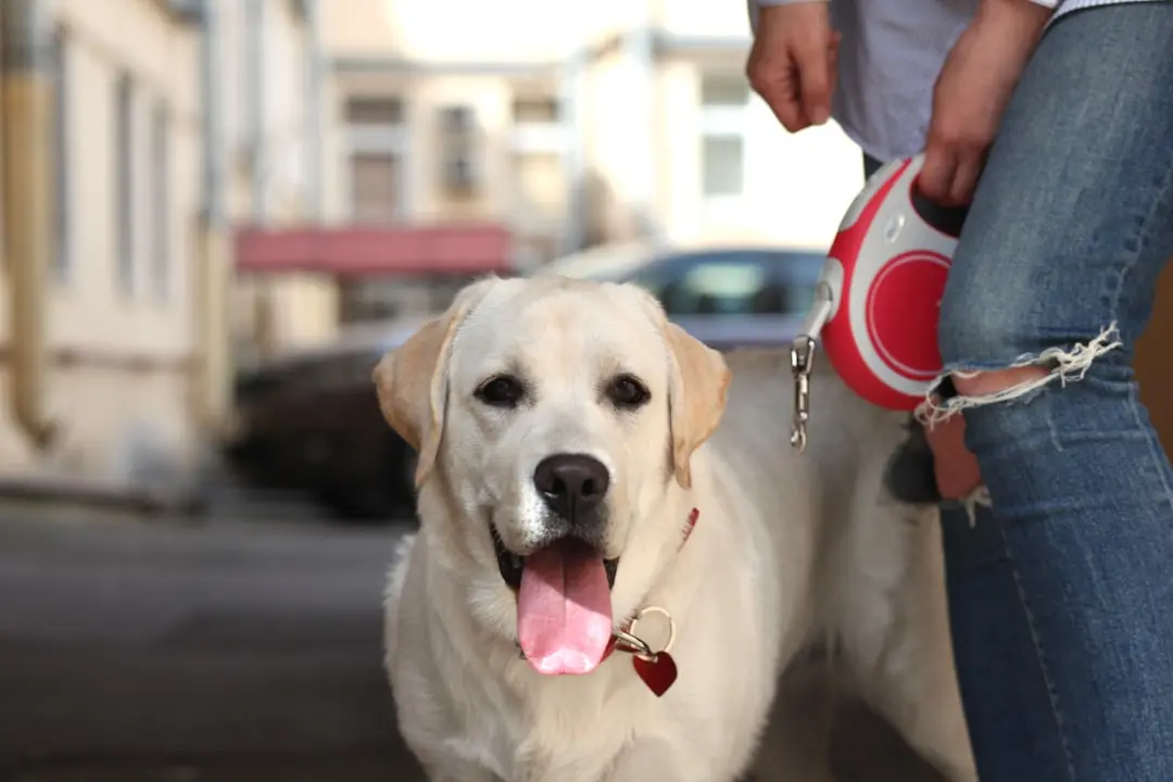 a dog that is standing next to a person