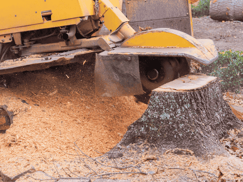 Stump Grinding in Poole
