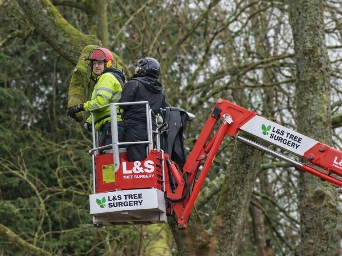  Tree Surgery