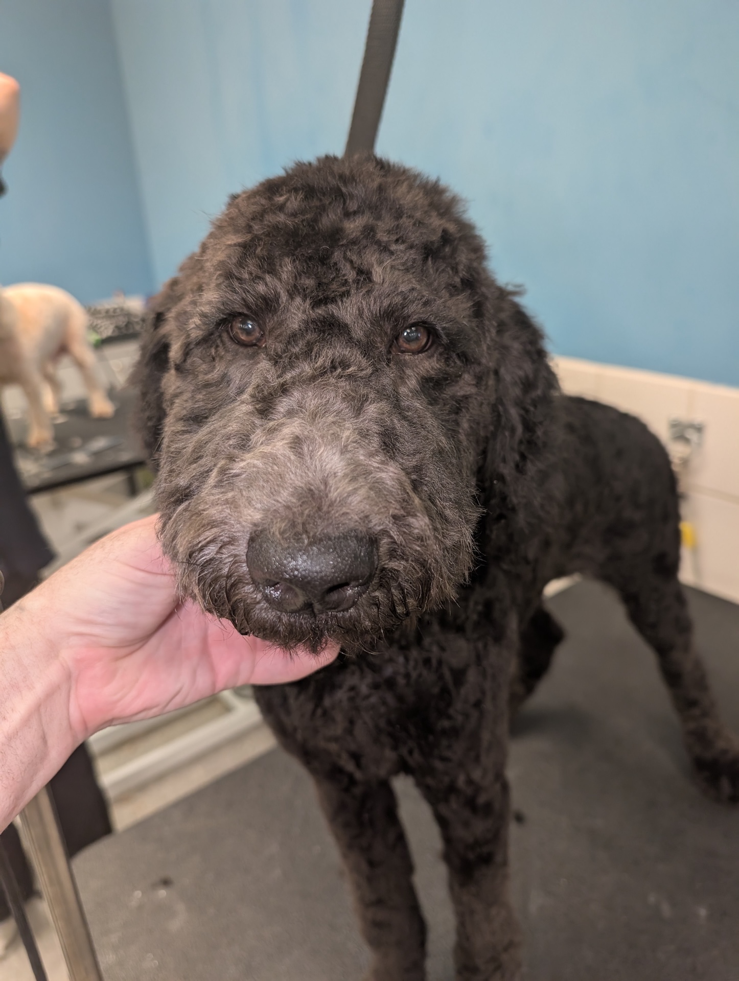 Bath & Blow Dry Kennewick