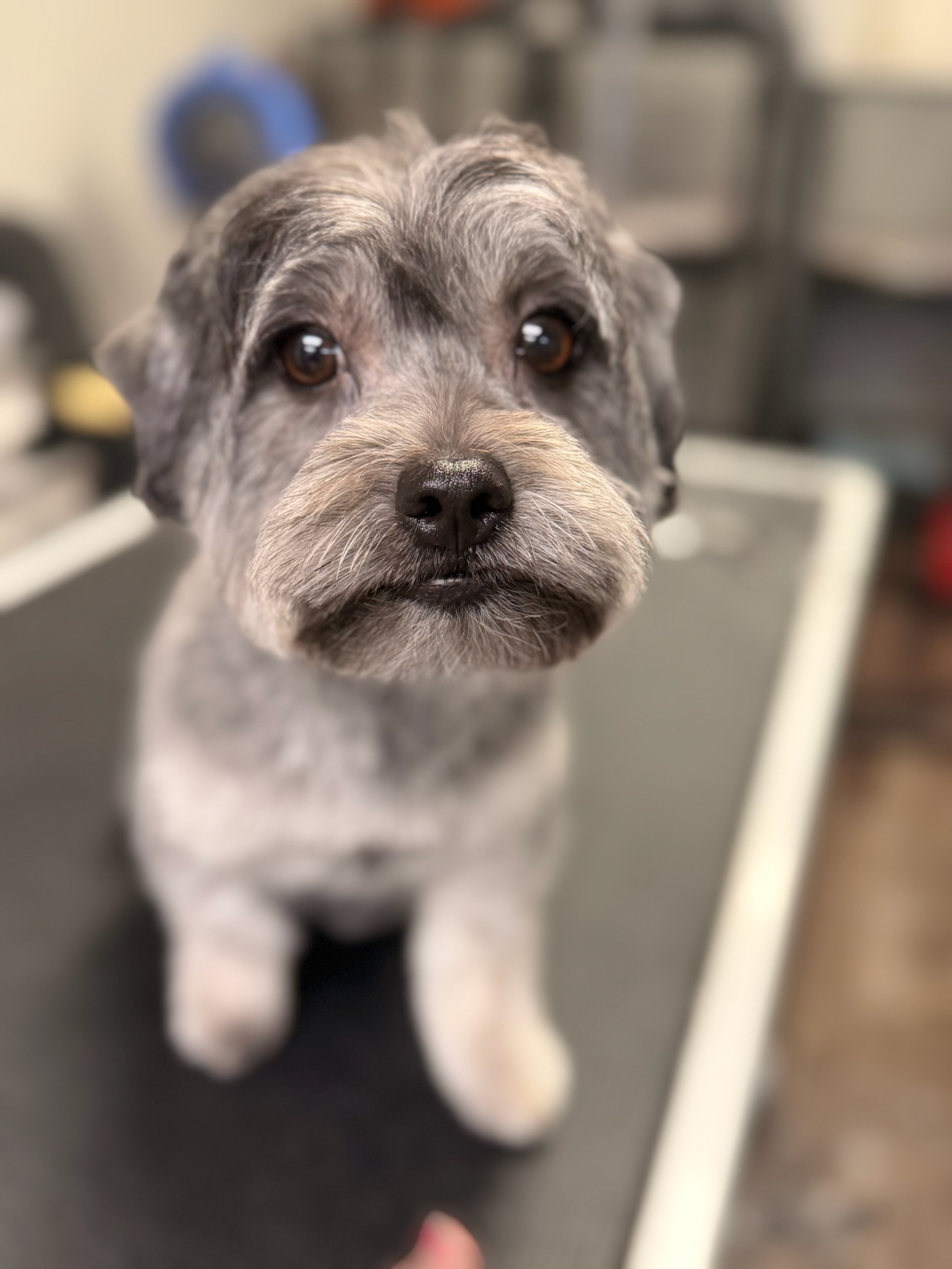 Full Dog Grooming Kennewick