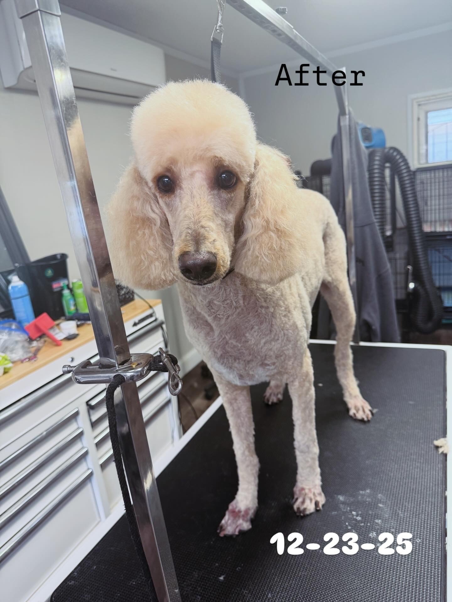 Dog Ear Cleaning Kennewick