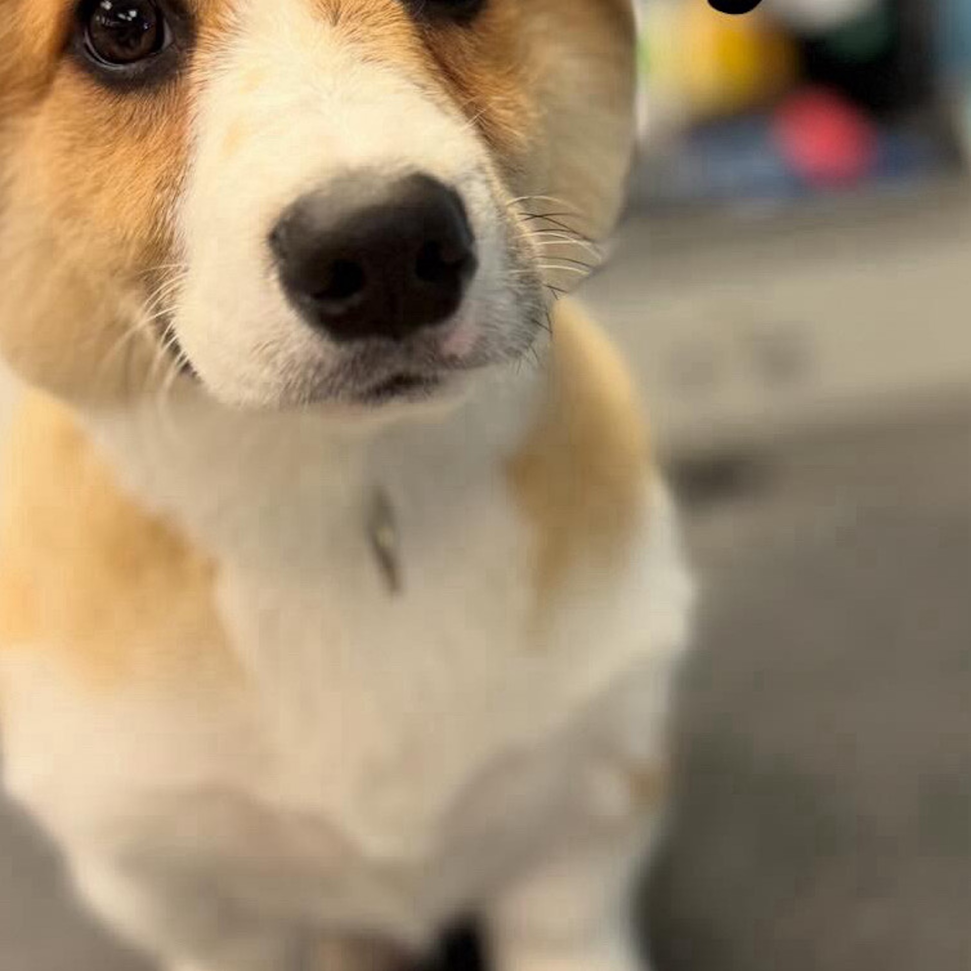 Dog Ear Cleaning Kennewick