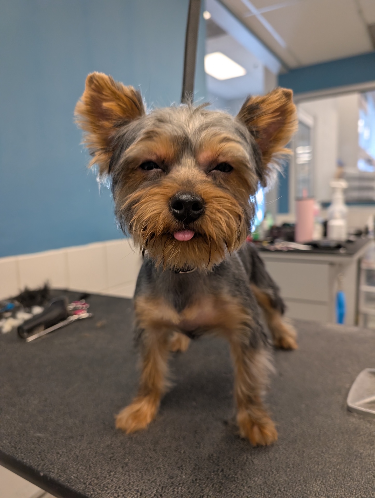 Full Dog Grooming Kennewick