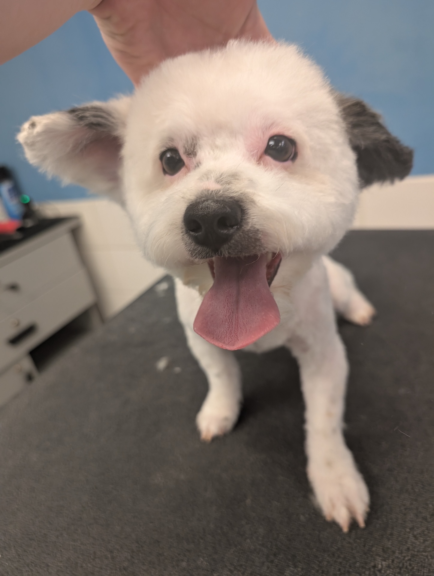 Full Dog Grooming Kennewick