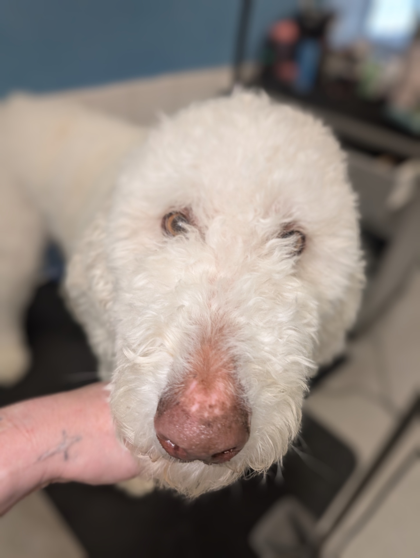 Bath & Blow Dry Kennewick