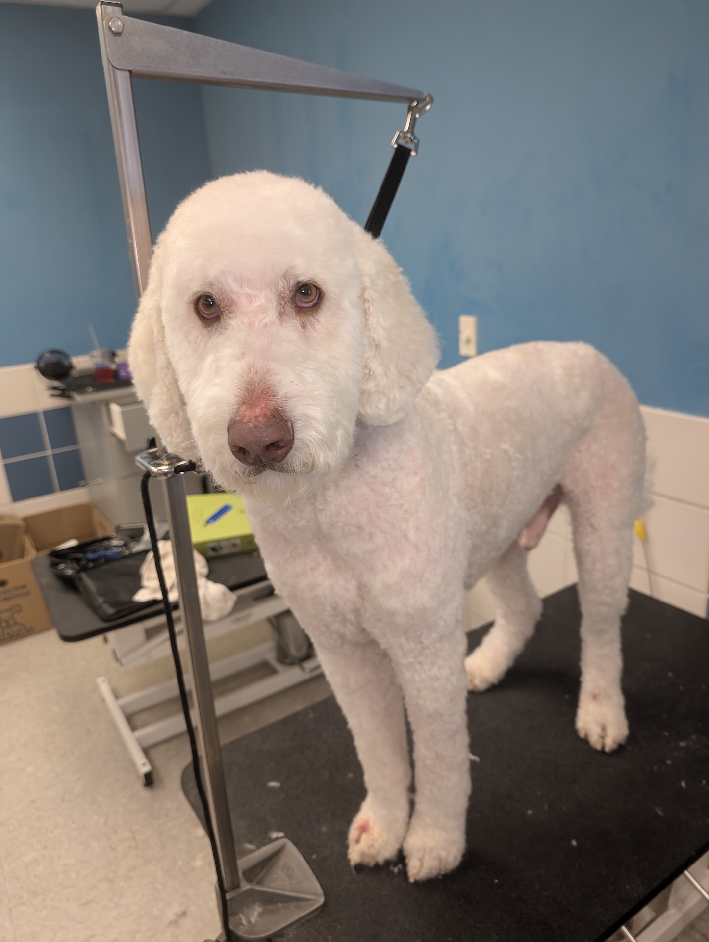 Bath & Blow Dry Kennewick