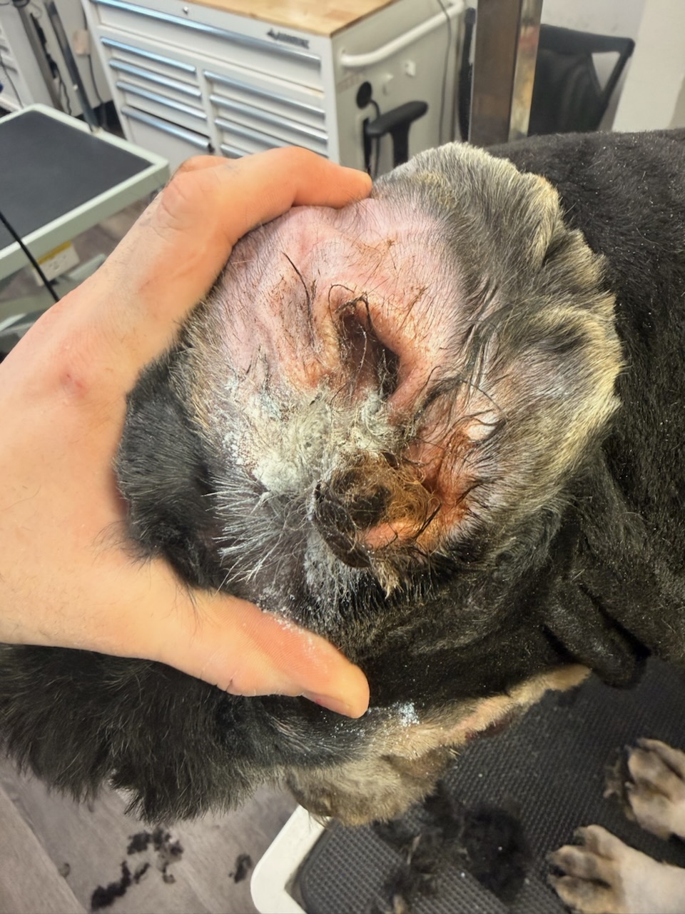 Pasco Dog Ear Cleaning