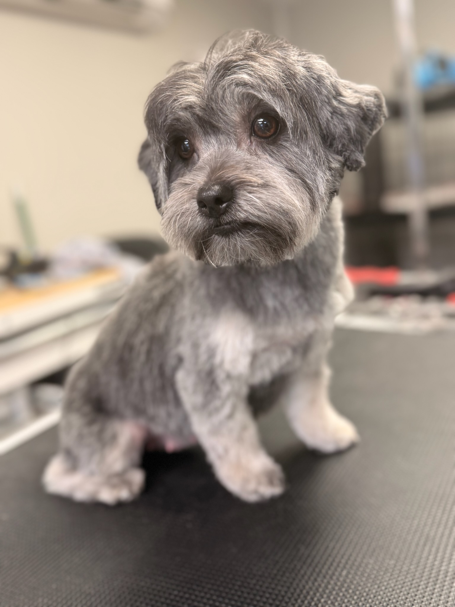 Full Dog Grooming Kennewick