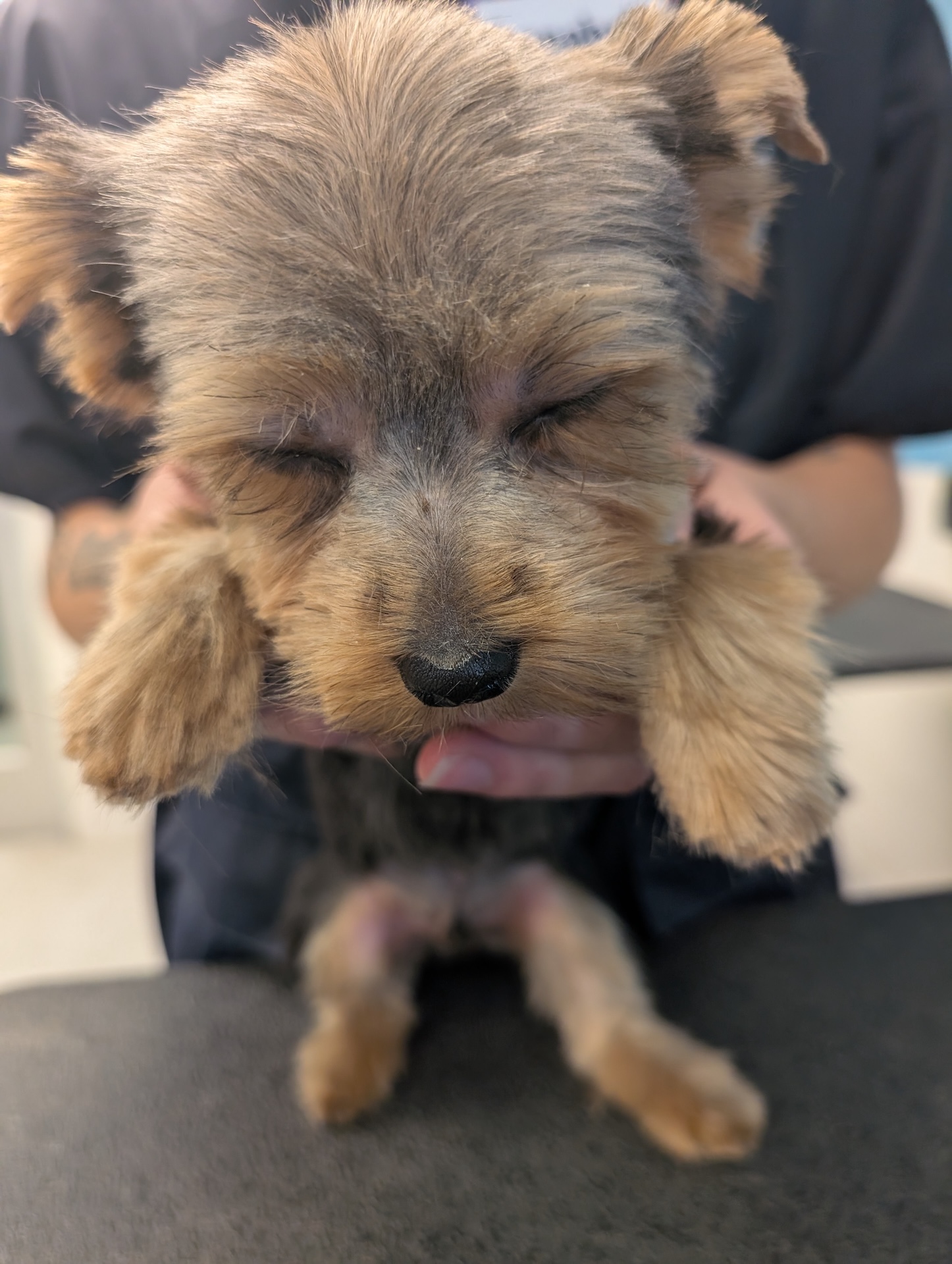 Kennewick Full Dog Grooming