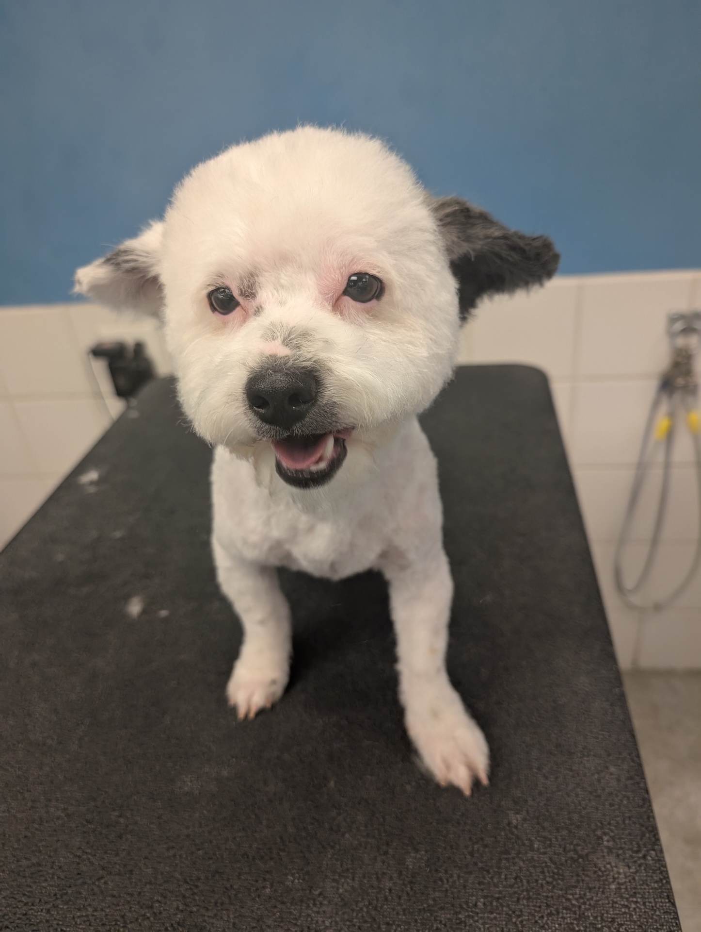 Richland Full Dog Grooming