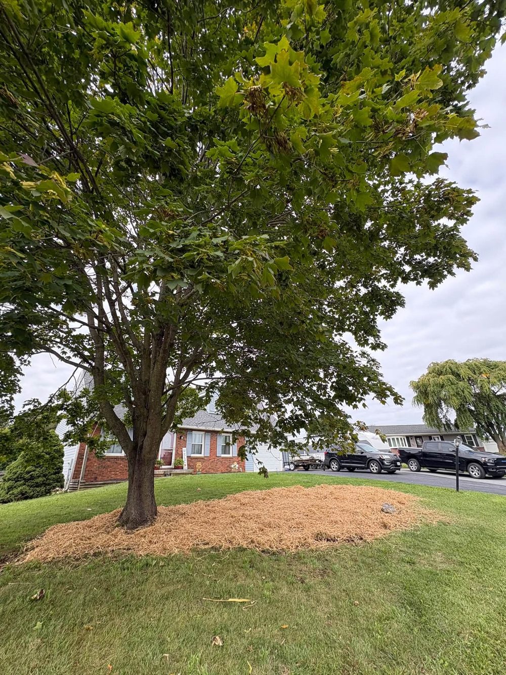 After: Tree ring cleanup & fresh mulch