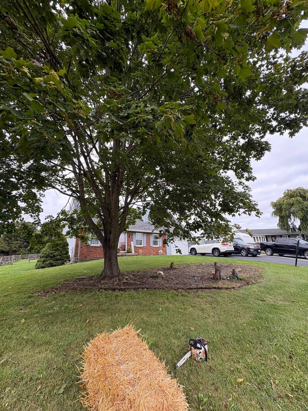 Before: Tree ring cleanup & fresh mulch