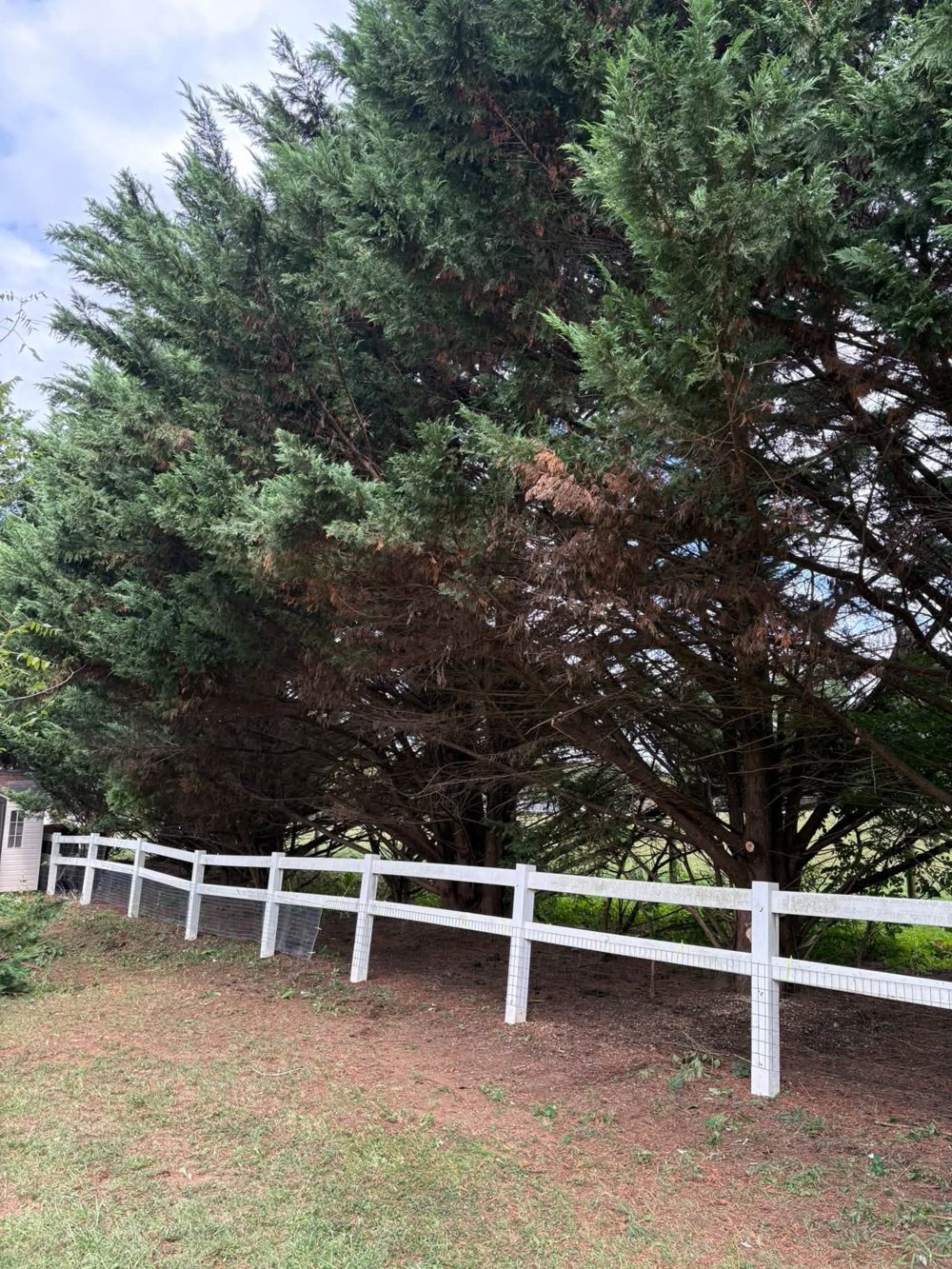 After: Hedge cut back along the fence line