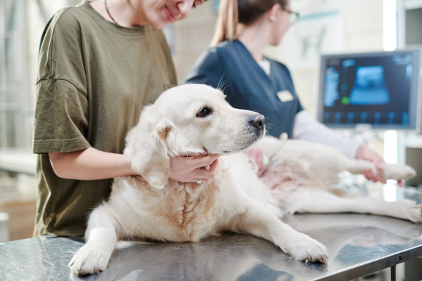 Preventing accidental overdoses in pets is largely about awareness and routine habits.